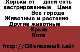   Хорьки от 35 дней есть кастрированные › Цена ­ 2 000 - Все города Животные и растения » Другие животные   . Крым,Ялта